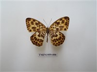 藏品(白裳貓蛺蝶)的圖片